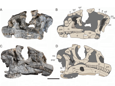 Schädel / © Y.-M. Wang et al. Schädel / © Y.-M. Wang et al.