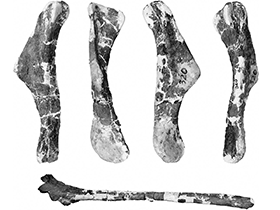 Humerus des Wulagasaurus
/ Godefroit et al. Creative Commons 4.0 International (CC BY 4.0) Humerus des Wulagasaurus
/ Godefroit et al. Creative Commons 4.0 International (CC BY 4.0)