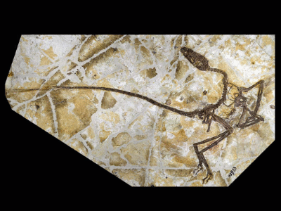 Fossil / © Croudace et al. Creative Commons 4.0 International (CC BY 4.0) Fossil / © Croudace et al. Creative Commons 4.0 International (CC BY 4.0)