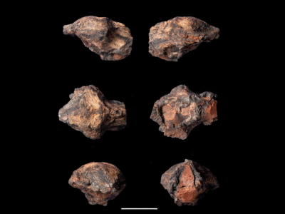 Holotyp / © Rivera-Sylva et al.