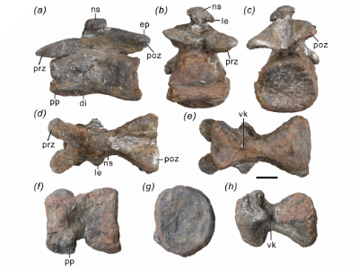 Halswirbel / © Hu et al.