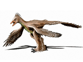 Xiaotingia /
© N. Tamura. Verwendet mit freundlicher Genehmigung des Autors Xiaotingia /
© N. Tamura. Verwendet mit freundlicher Genehmigung des Autors