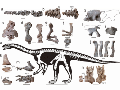 Fossilien des Xingxiulong / Wang et al.