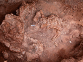 Fossil des Xingxiulong / Wang et al. Creative Commons 4.0 International (CC BY 4.0) Fossil des Xingxiulong / Wang et al. Creative Commons 4.0 International (CC BY 4.0)