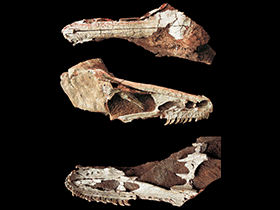 Schädel des Xixiasaurus
/ Lü et al. Creative Commons 4.0 International (CC BY 4.0) Schädel des Xixiasaurus
/ Lü et al. Creative Commons 4.0 International (CC BY 4.0)