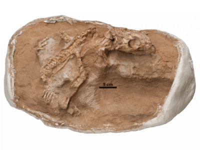 Fossil des Yamaceratops
(MPC-D 100/553) © Son et al. Creative Commons 4.0 International (CC BY 4.0) Fossil des Yamaceratops
(MPC-D 100/553) © Son et al. Creative Commons 4.0 International (CC BY 4.0)