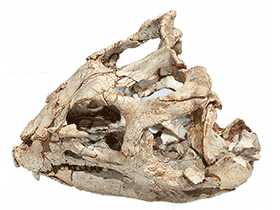 Schädel des Yinlong
/ Kabacchi, bearbeitetet von Dinodata.de. Creative Commons 2.0 Generic (CC BY 2.0) Schädel des Yinlong
/ Kabacchi, bearbeitetet von Dinodata.de. Creative Commons 2.0 Generic (CC BY 2.0)