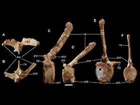 Wirbelknochen des Yunganglong / Wang et al. Creative Commons 4.0 International (CC BY 4.0)