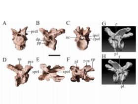 Wirbelknochen / © Dai et al. Wirbelknochen / © Dai et al.