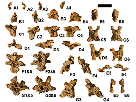 Wirbelknochen des Yurgovuchia
 / Senter et al. Creative Commons 4.0 International (CC BY 4.0)