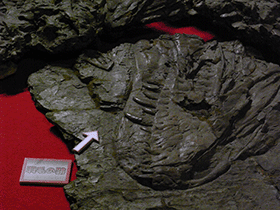 Fossil des Yutyrannus
/ Kumiko. Creative Commons ShareAlike 2.0 Generic (CC BY-SA 2.0) Fossil des Yutyrannus
/ Kumiko. Creative Commons ShareAlike 2.0 Generic (CC BY-SA 2.0)