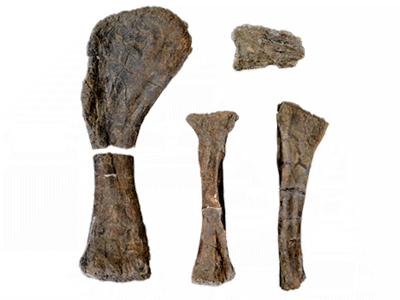 Holotyp-Fossilien / © Mocho et al.