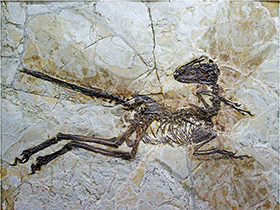 Fossil des Zhenyuanlong / Lü & Brusatte. Creative Commons 4.0 International (CC BY 4.0) Fossil des Zhenyuanlong / Lü & Brusatte. Creative Commons 4.0 International (CC BY 4.0)