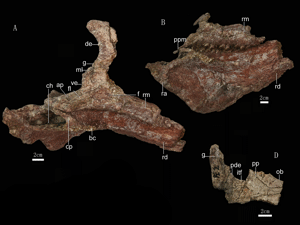 Schädelelemente / Xu et al. Schädelelemente / Xu et al.