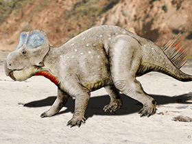 Zhuchengceratops / © N. Tamura. Verwendet mit freundlicher Genehmigung des Autors Zhuchengceratops / © N. Tamura. Verwendet mit freundlicher Genehmigung des Autors