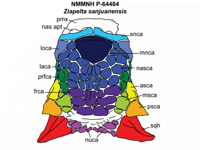 Schädel des Ziapelta / © Arbour et al.