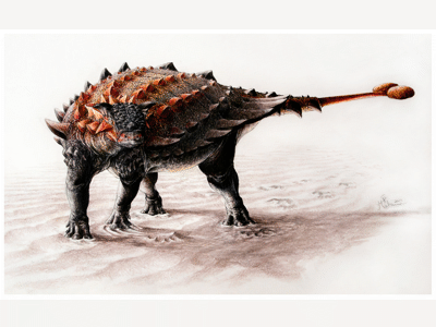 Ziapelta / © Sydney Mohr
