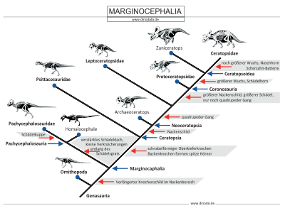 Schautafel der Marginocephalia / © Dinodata.de Schautafel der Marginocephalia / © Dinodata.de