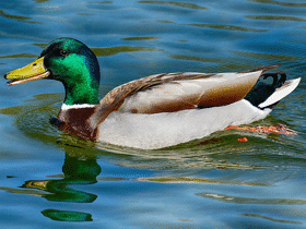 Stockente / by Alexas_Fotos, Pixabay Stockente / by Alexas_Fotos, Pixabay