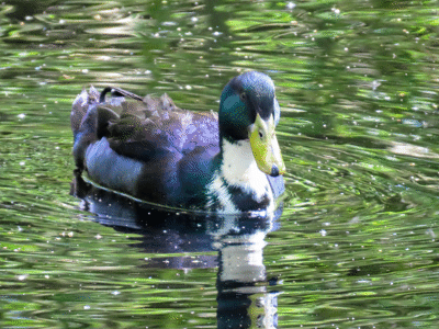 Stockente / Bild ist gemeinfrei
