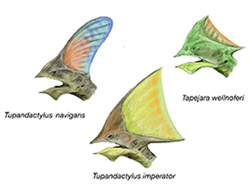 Tapejaridae / © N. Tamura. Verwendet mit freundlicher Genehmigung des Autors.