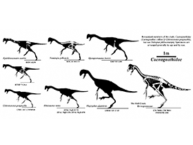 Caenagnathidae / Jaime Headden. Creative Commons NonCommercial-ShareAlike 3.0 Unported (CC BY-NC-SA 3.0) Caenagnathidae / Jaime Headden. Creative Commons NonCommercial-ShareAlike 3.0 Unported (CC BY-NC-SA 3.0)