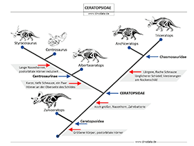 Schautafel Ceratopsidae / © Dinodata.de Schautafel Ceratopsidae / © Dinodata.de