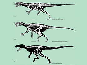 Herrerasauridae / ZooKeys. Creative Commons 3.0 Unported (CC BY 3.0) Herrerasauridae / ZooKeys. Creative Commons 3.0 Unported (CC BY 3.0)