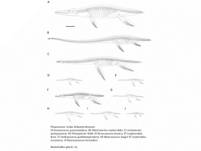 Plesiosaurier Größen-Rekonstruktion / © Ruizhe Jackevan Zhao