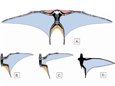 Beispiele des Flügel-Bauplans / © Walters et al.