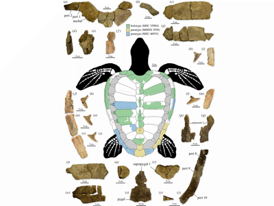 Fossilien / © Gentry et al. Fossilien / © Gentry et al.