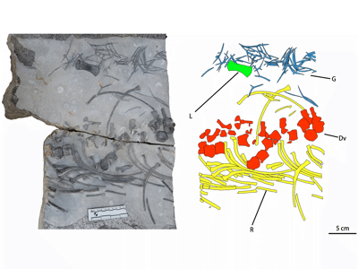 Holotyp des Baisesaurus / © Ren et al.