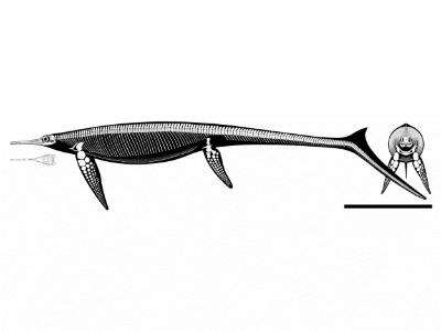 Skelettrekonstruktion / © Bindellini et al.