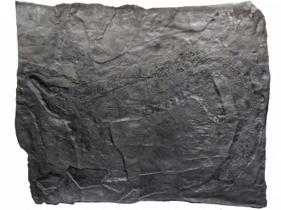 Holotyp des Besanosaurus / © Bindellini et al.