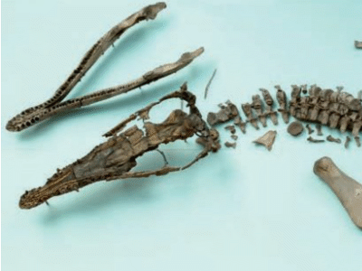 Fossil © Ketchum et al. Creative Commons 4.0 International (CC BY 4.0) Fossil © Ketchum et al. Creative Commons 4.0 International (CC BY 4.0)