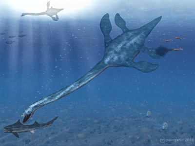 Elasmosaurus / © Peter Montgomery