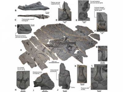 Holotyp / © Sachs et al. Holotyp / © Sachs et al.