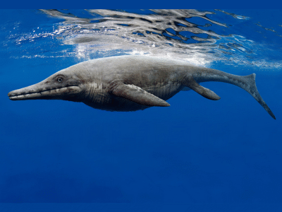 Ichthyosaurus / © Johnson-Mortimer