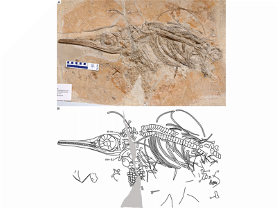 Jabalisaurus tethyensis Holotyp (SNSB-BSPG 1954 I 608) / © Maxwell et al.