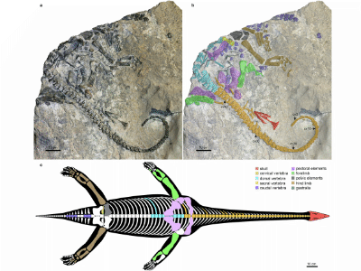 Fossil / © Wang et al.