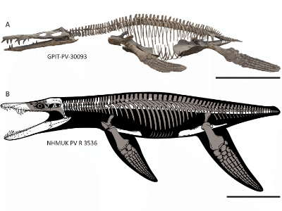 Exemplare von Liopleurodon ferox: A = GPIT-PV-30093; B = Skelett von NHMUK PV R 3536 / © Bartlett et al.