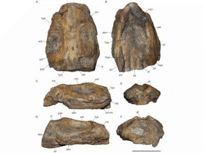 Holotyp / © Sachs & Madzia