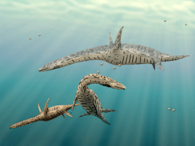 Mauisaurus / © JWArtwork
