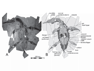Holotyp / © Frey et al.