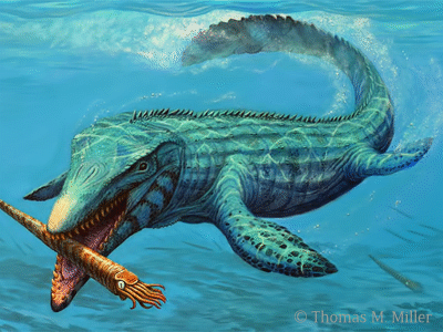 Mosasaurus / © Thomas M. Miller