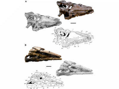 Holotyp / © Páramo Fonseca et al.
