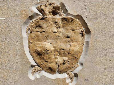 Fossil (DMA-JP-2004/005/ © Augustin et al.