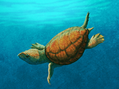 Solnhofia / © Nix Illustration