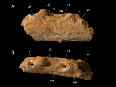 Holotyp / Longrich et al.