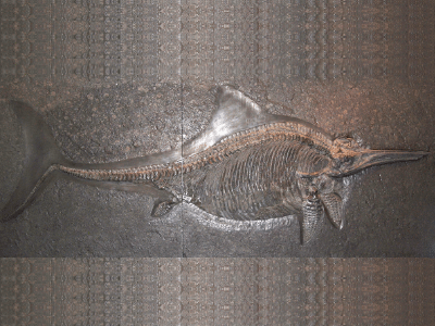 Fossil / © Naturhistorisches Museum Wien Fossil / © Naturhistorisches Museum Wien